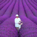 Amazing Colors in Landscaping