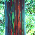 Amazing Colors in Landscaping