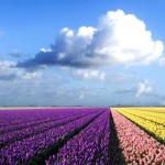 Amazing Colors in Landscaping