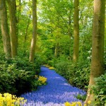 Amazing Colors in Landscaping