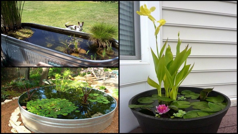 Backyard-Ponds-and-Aquariums-Montage1