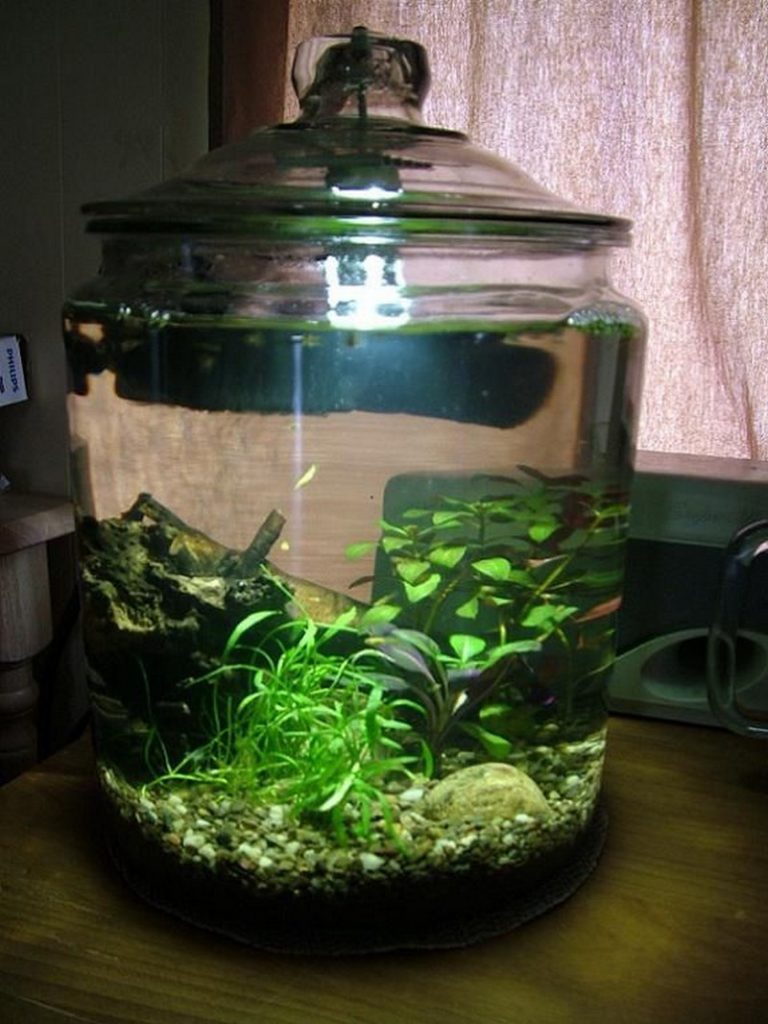 Big Jar Aquarium 