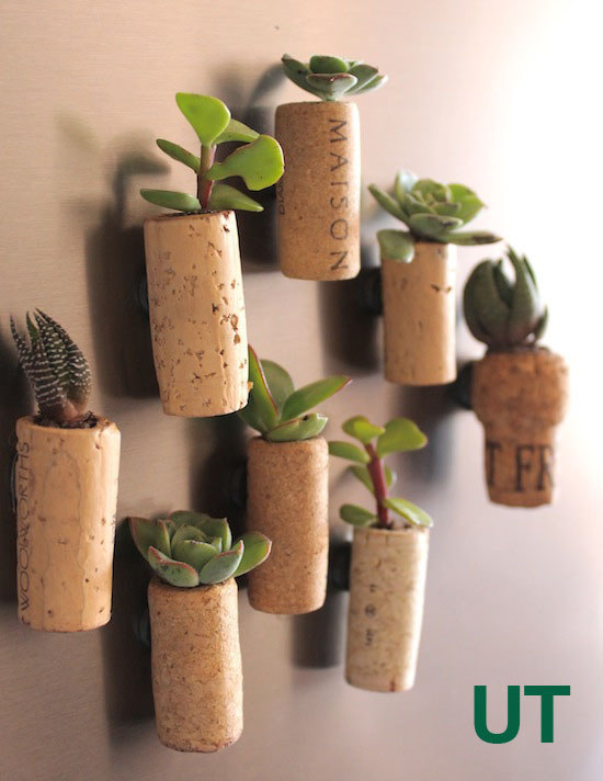 HOST LITTLE SUCCULENTS IN TINY CORK PLANTERS