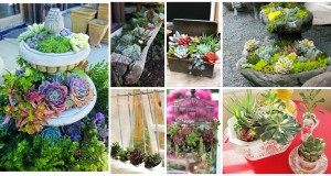 24 Cheap Planter Ideas for Amazing Succulent Garden