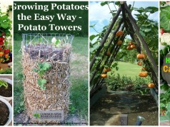 11-Smart-Ways-to-Grow-Veggies-and-Fruits-in-Your-Garden