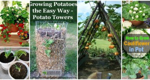 11-Smart-Ways-to-Grow-Veggies-and-Fruits-in-Your-Garden