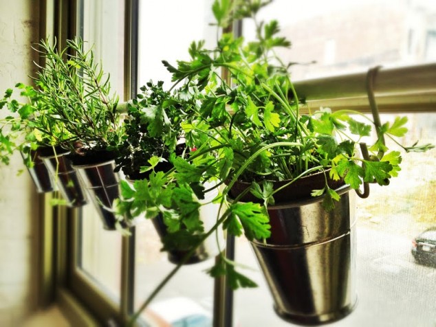 Hanging window herb garden