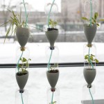 Herbs planted in hanging plastic bottles