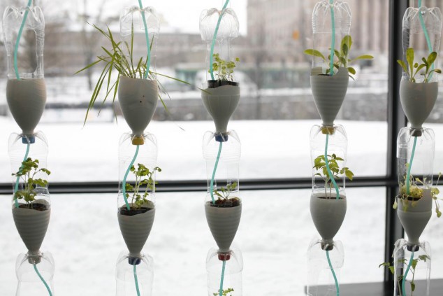 Herbs planted in hanging plastic bottles