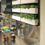 Kitchen herb garden in planters