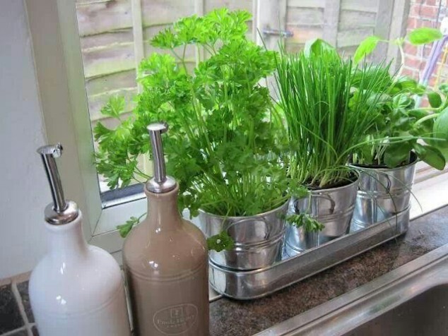 Windowsill herb garden