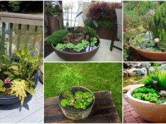 Amazing Ideas of How to Make Mini Ponds in Pots