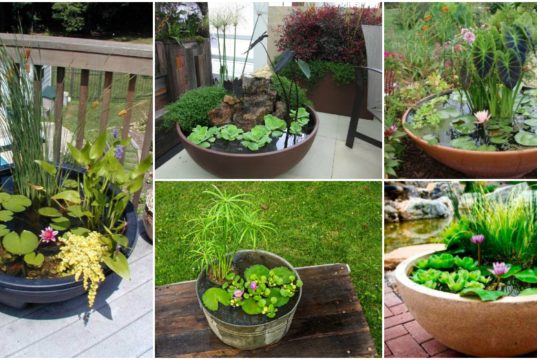 Amazing Ideas of How to Make Mini Ponds in Pots