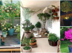 Outstanding Potted Trees that Will Beautify Your Outdoors