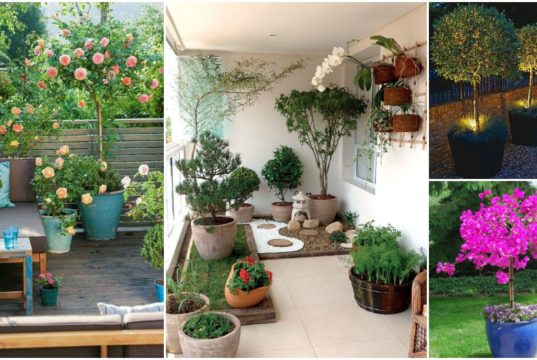 Outstanding Potted Trees that Will Beautify Your Outdoors