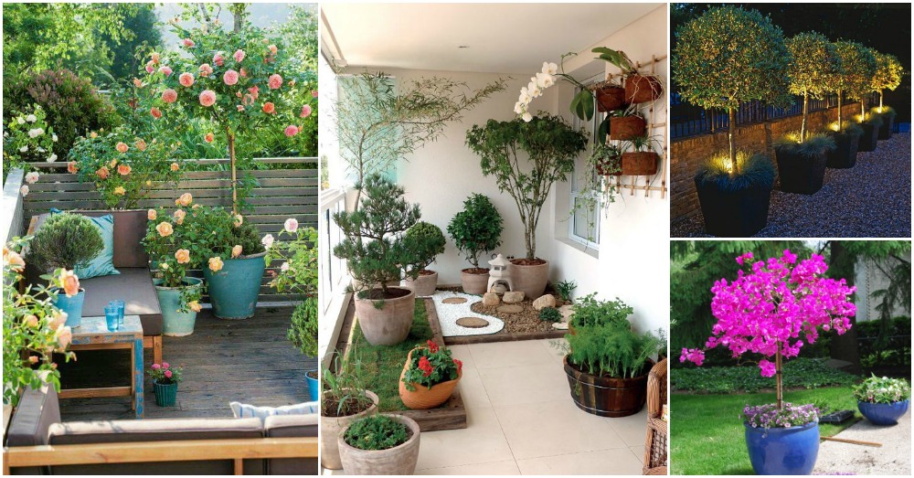 Outstanding Potted Trees that Will Beautify Your Outdoors Ideas to Love