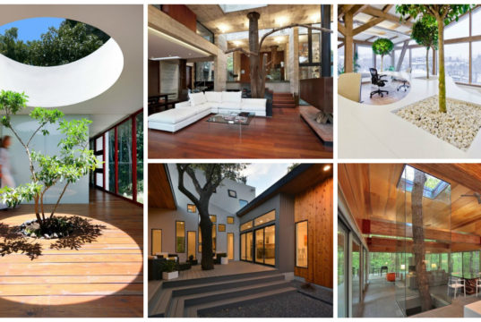Amazing Indoor Trees to Enliven Your Interior Space